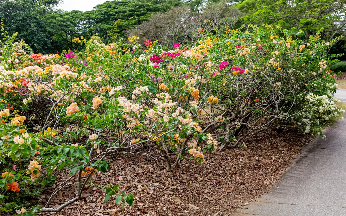 Flowering shrubs in orange, pink and white beside a path in the Singapore Botanic Gardens