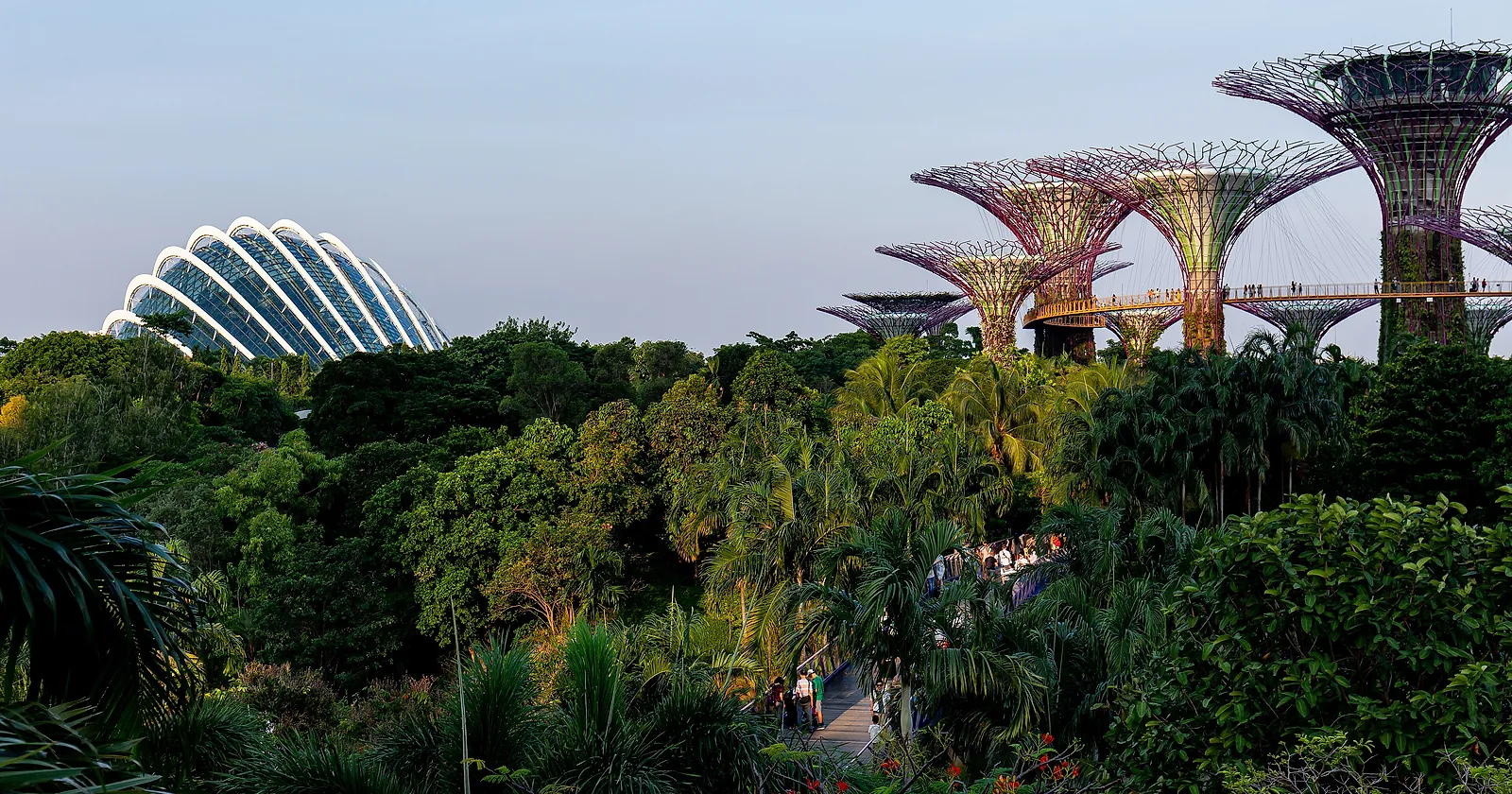The Supertrees and the Flower Dome rising above the garden canopy at Gardens by the Bay, Singapore